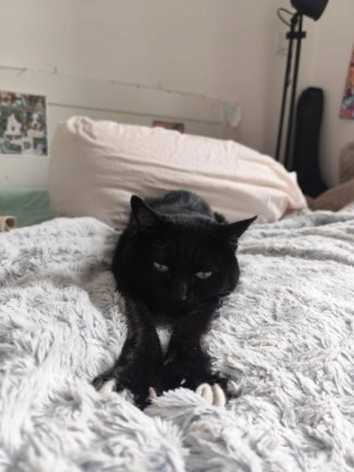 Adoption Yuna
