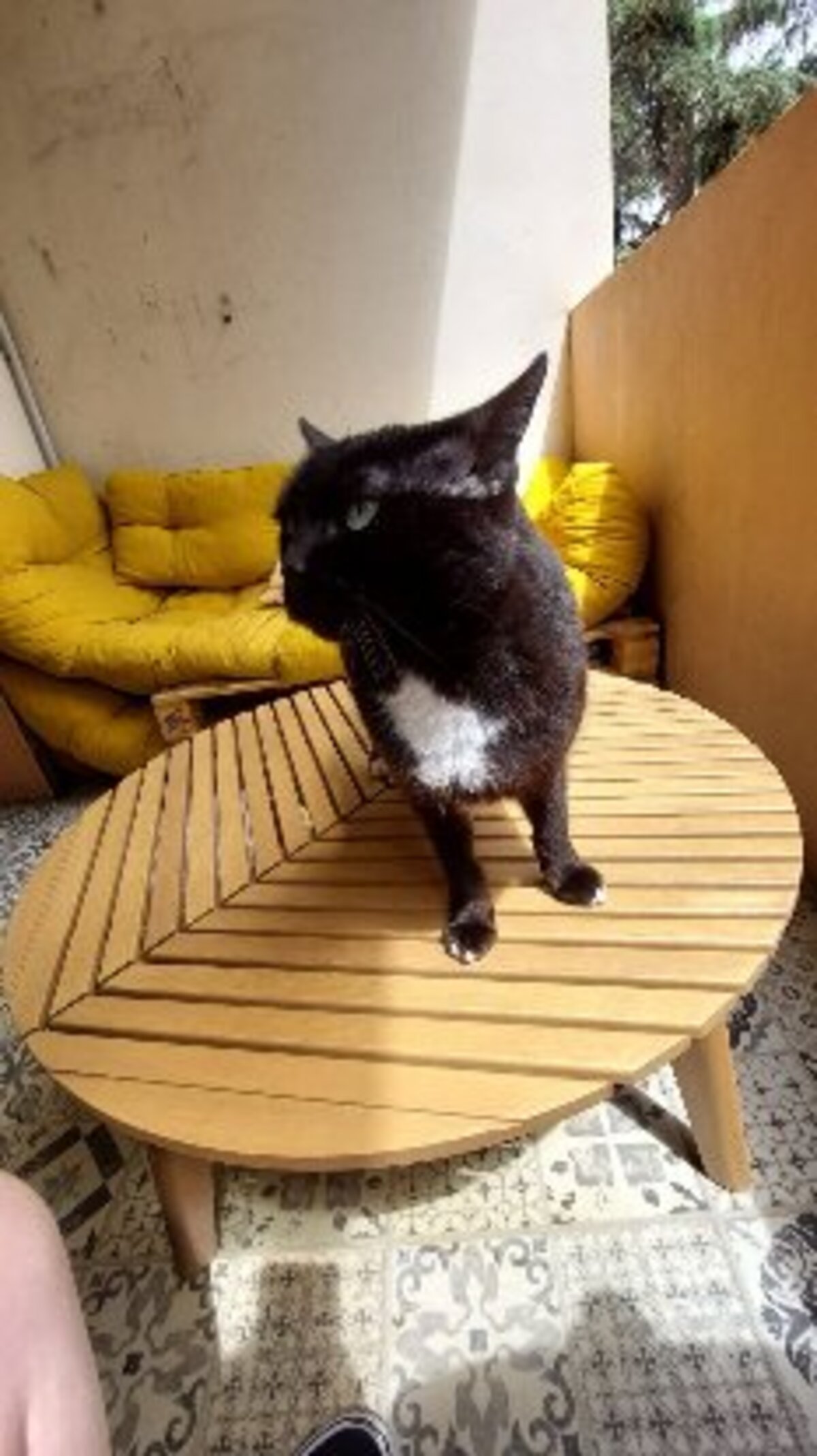 Adoption Yuna
