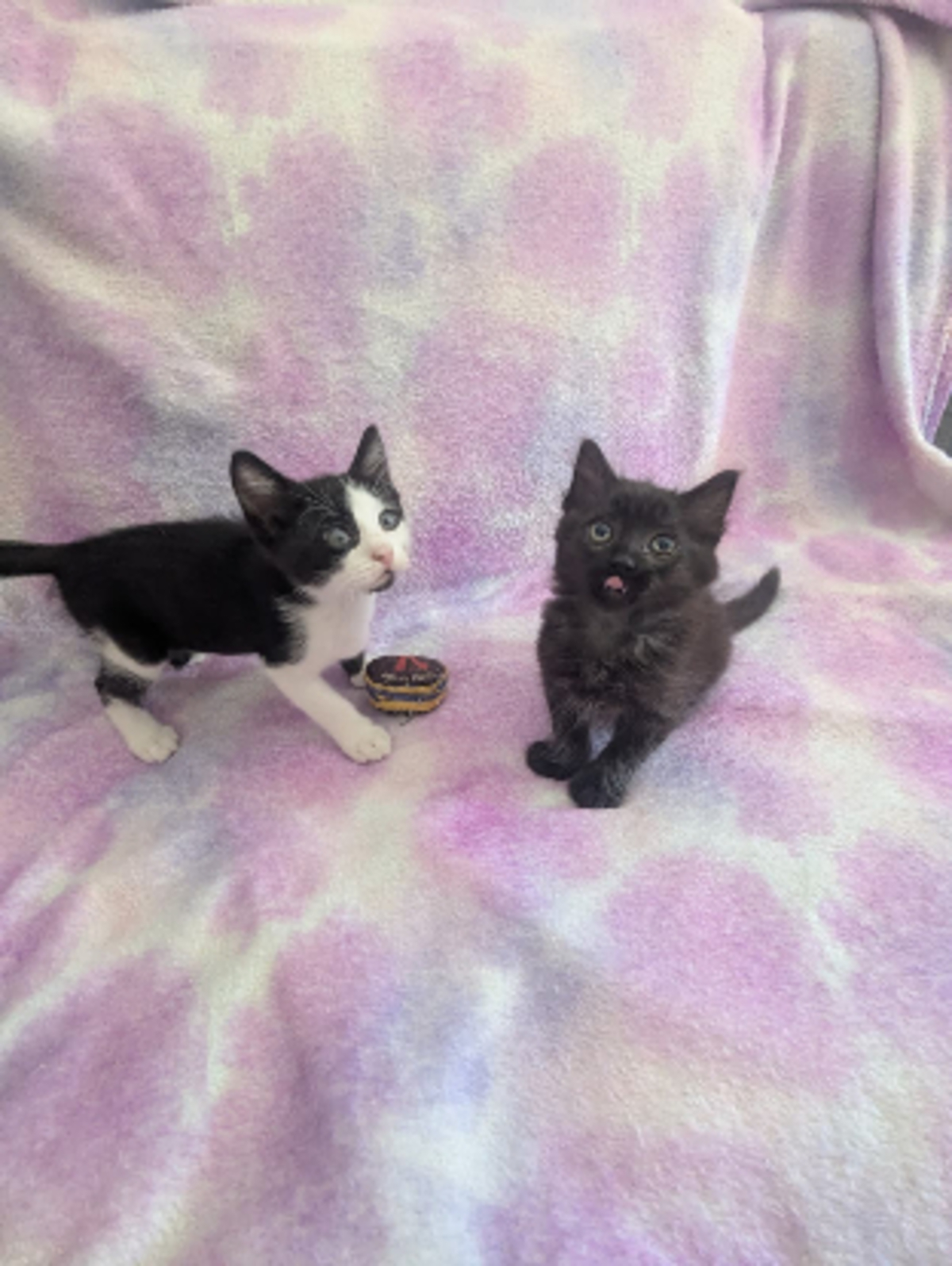 Adoption Yuzu et jollyroger