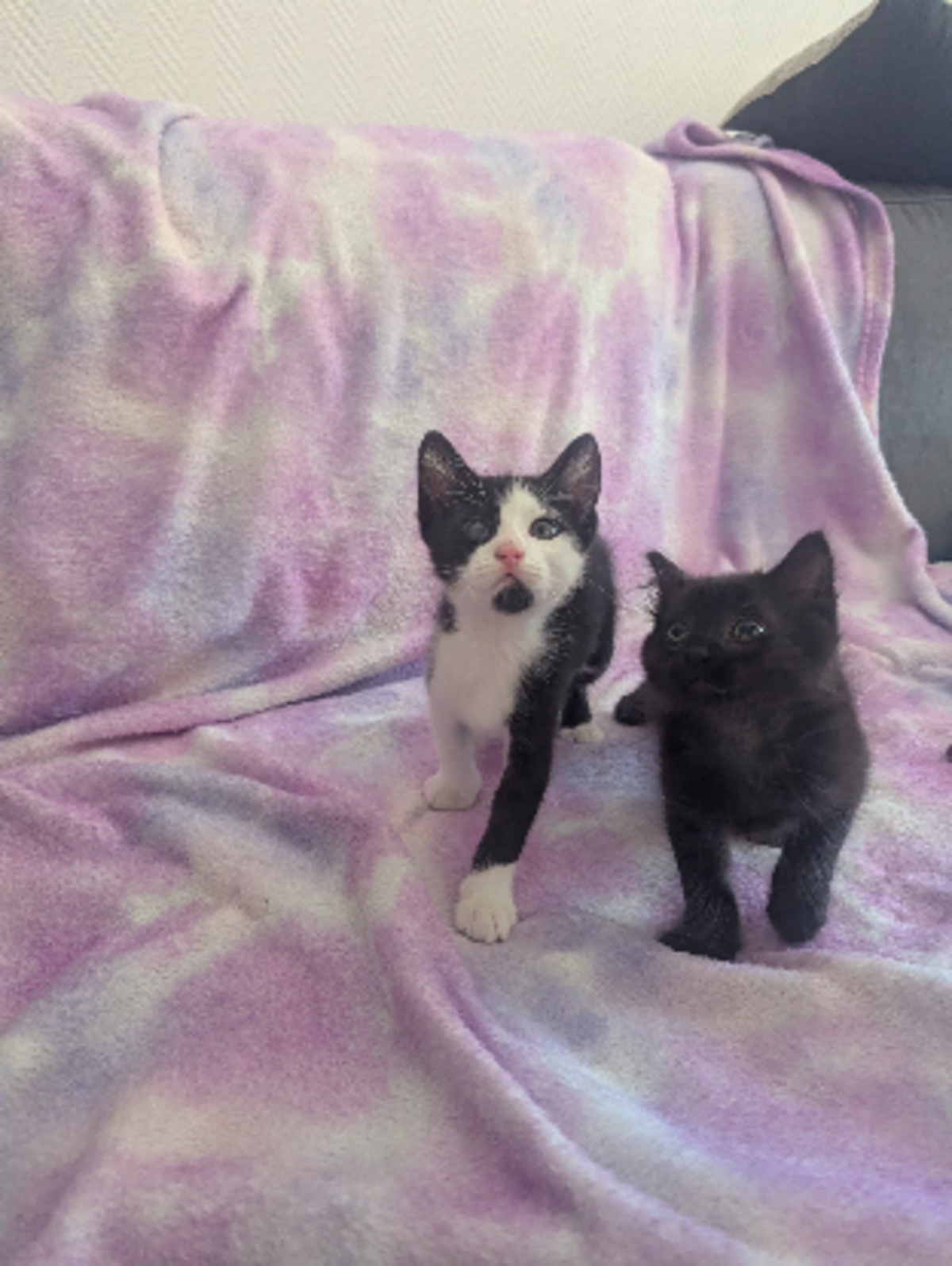 Adoption Yuzu et jollyroger