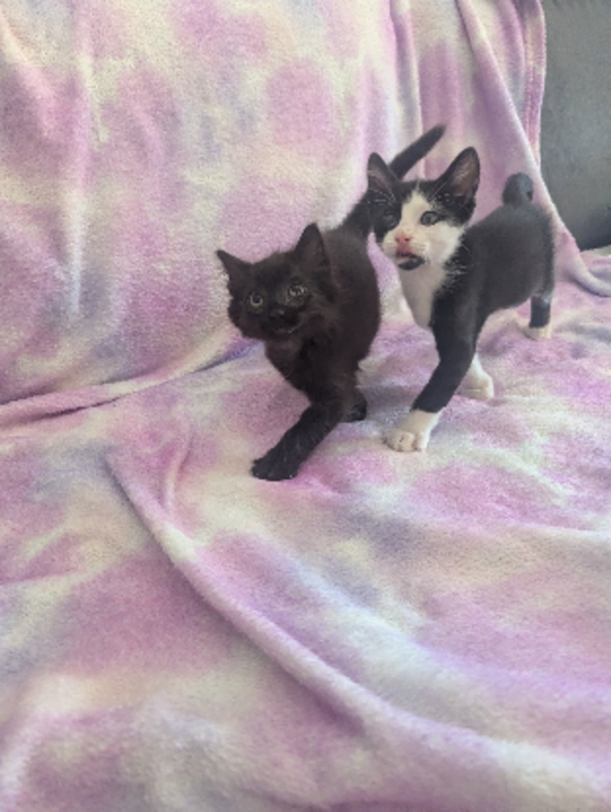Adoption Yuzu et jollyroger