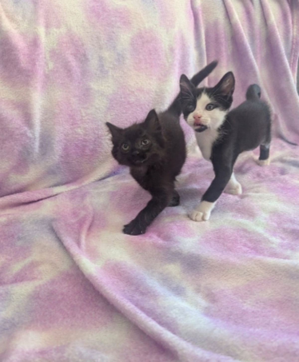 Adoption Yuzu et jollyroger