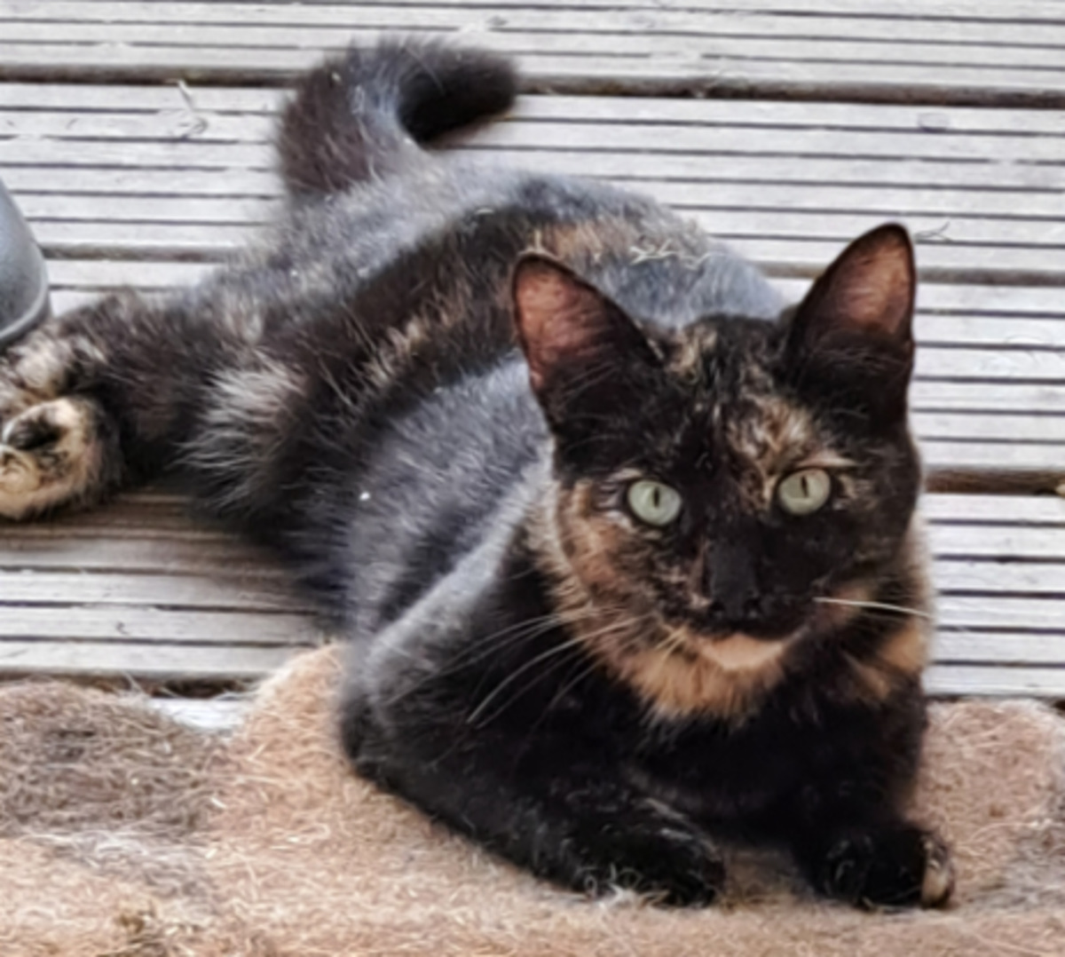 Adoption Zazie