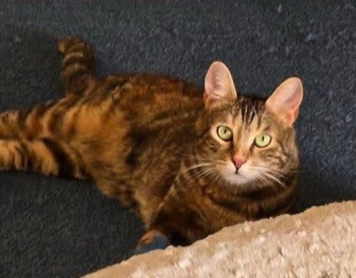 Adoption Zelda