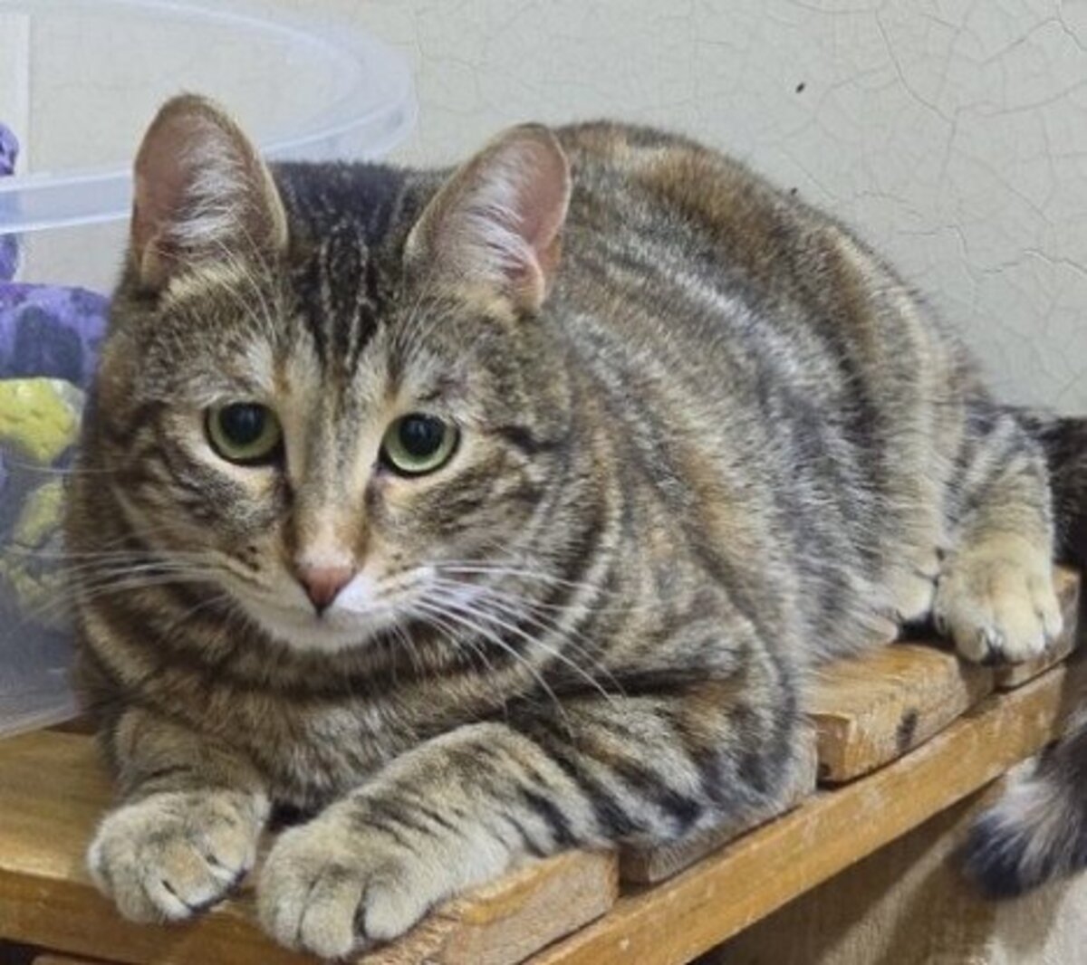 Adoption Zelda