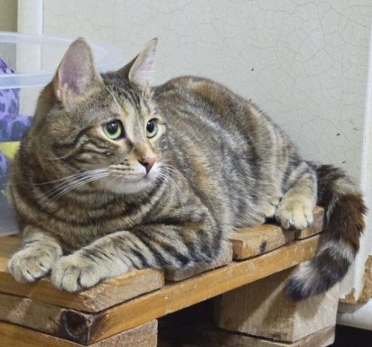 Adoption Zelda