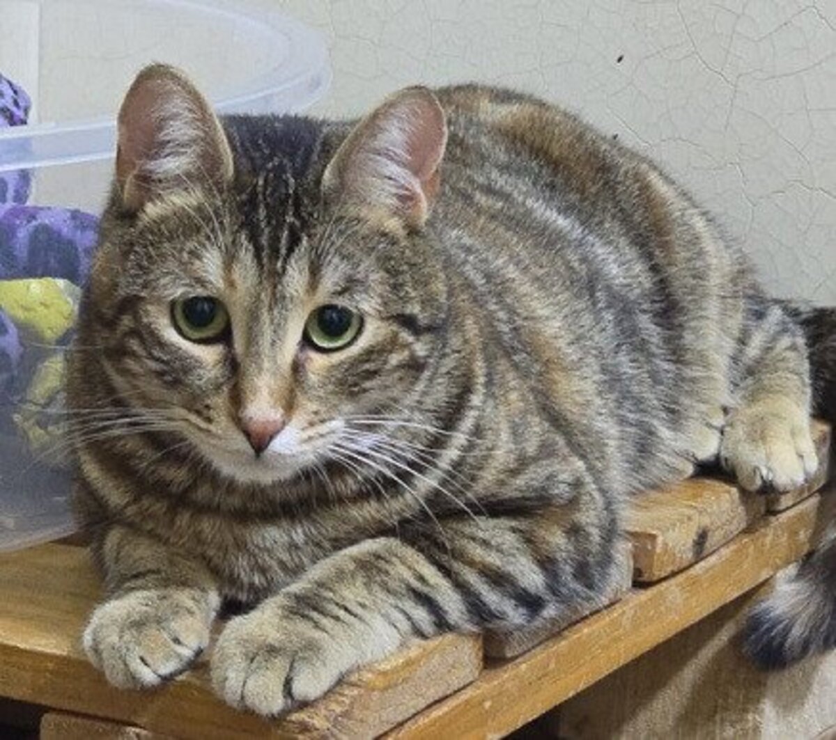 Adoption Zelda