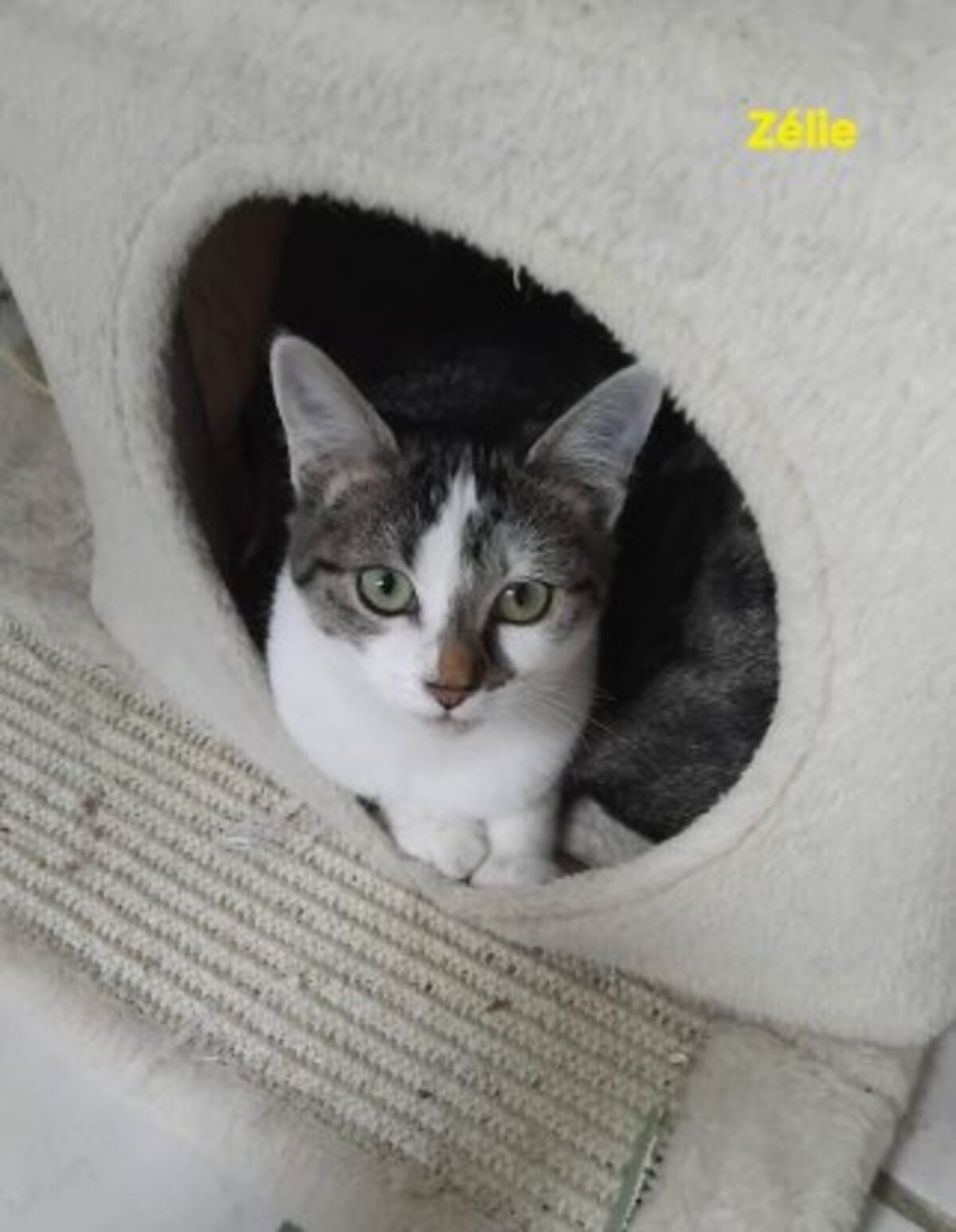 Adoption Zélie