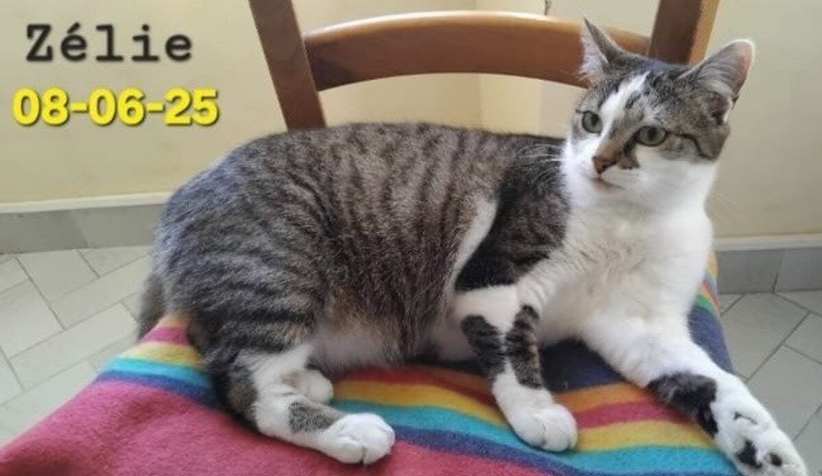Adoption Zélie