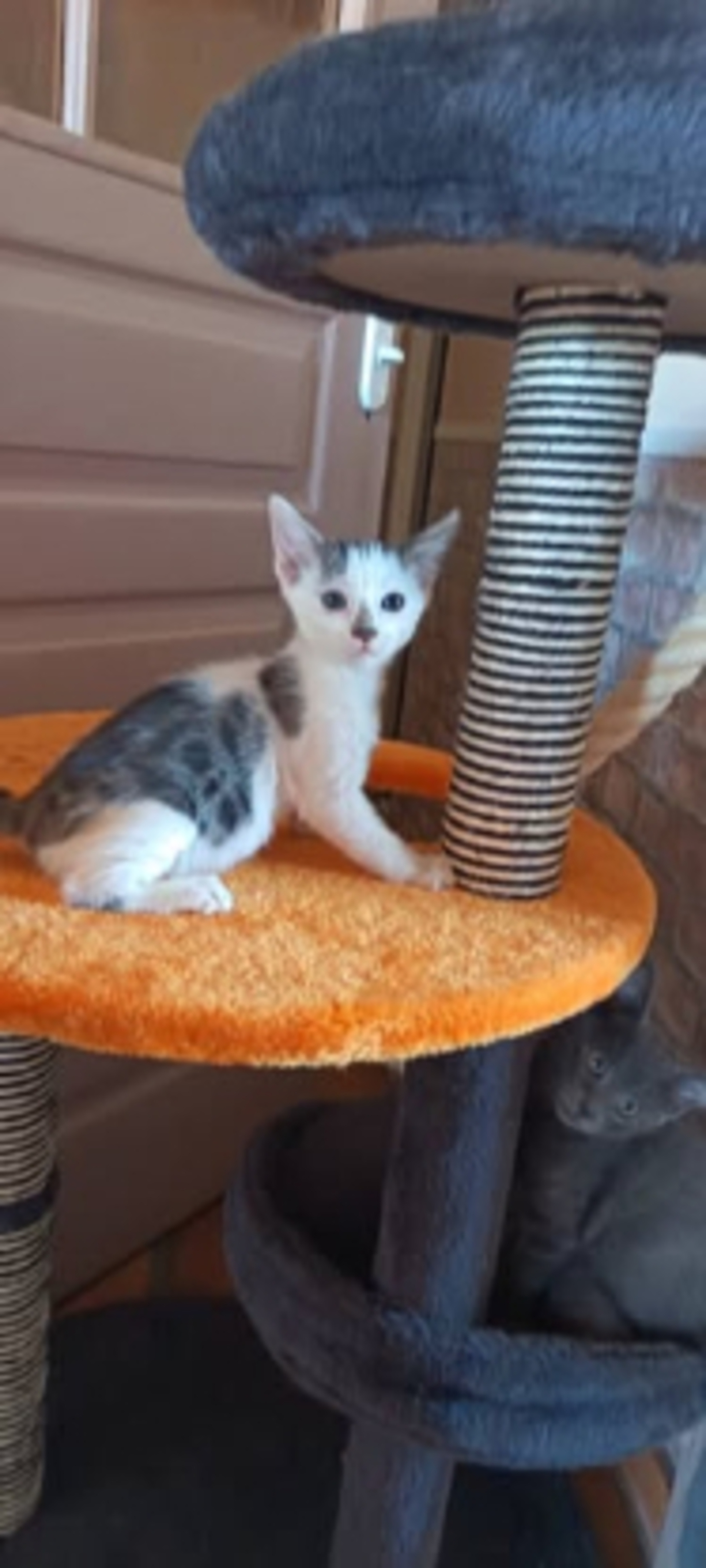 Adoption Ziggy