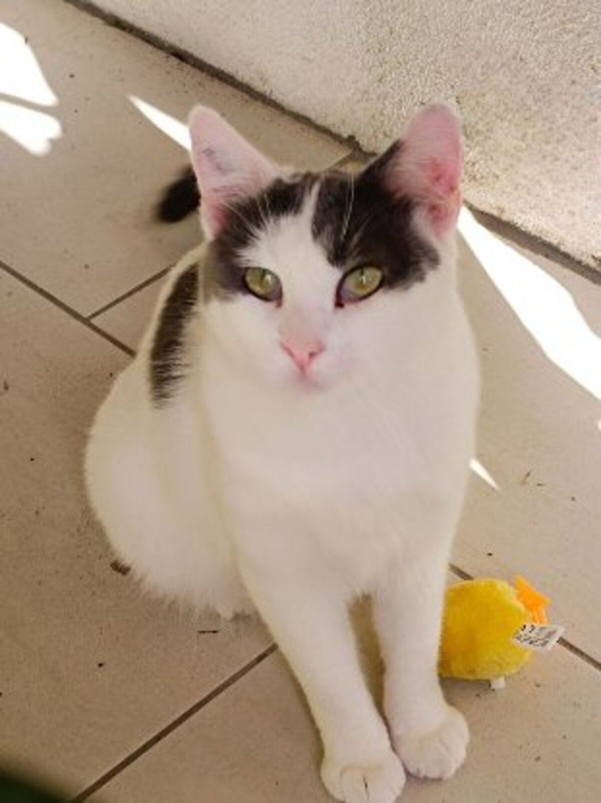 Adoption Zimba