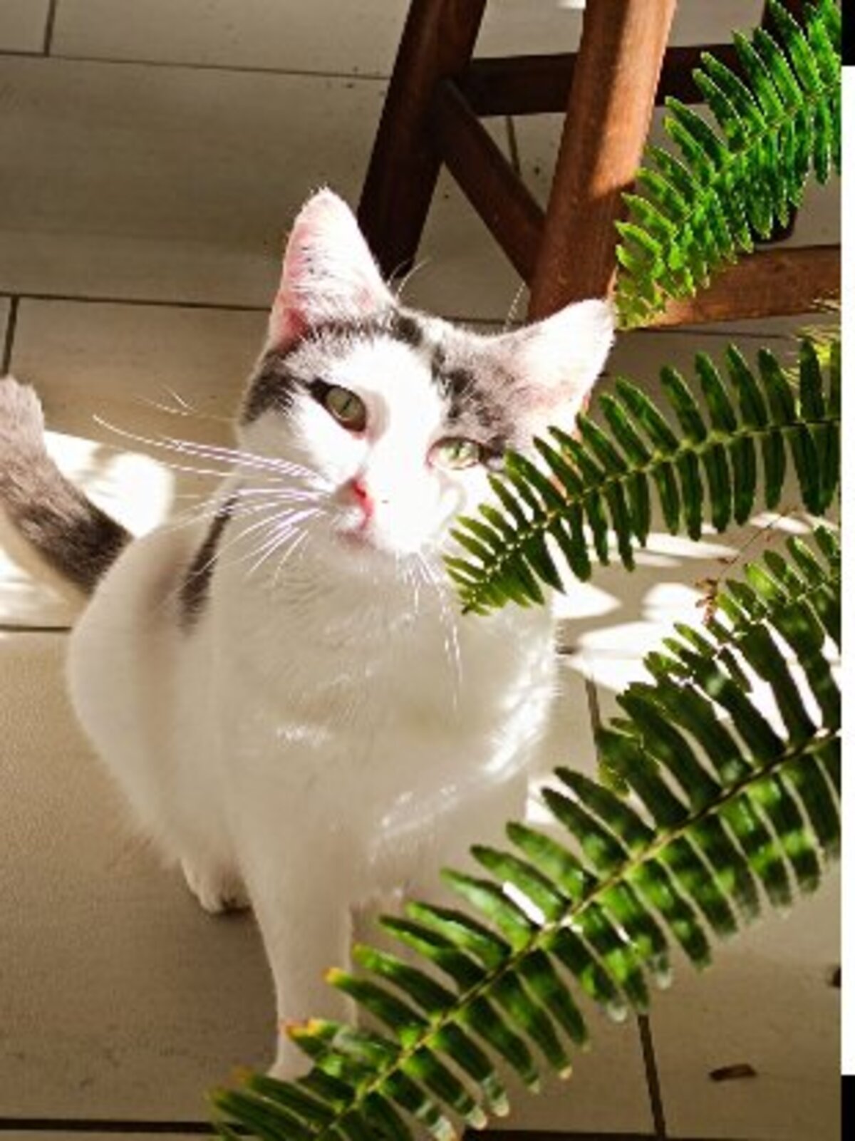 Adoption Zimba