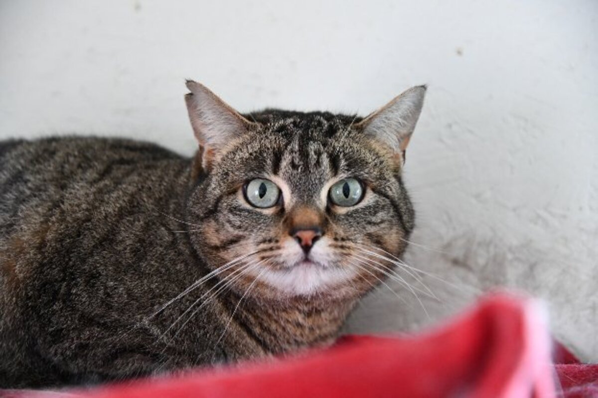 Adoption Zinnia