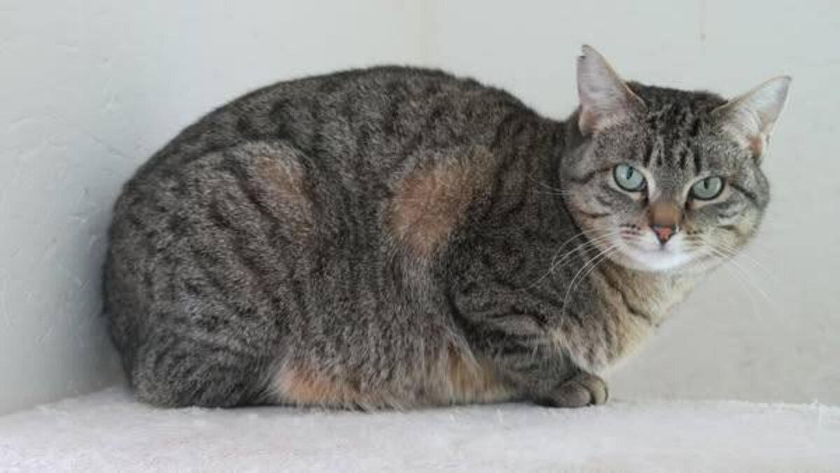 Adoption Zinnia