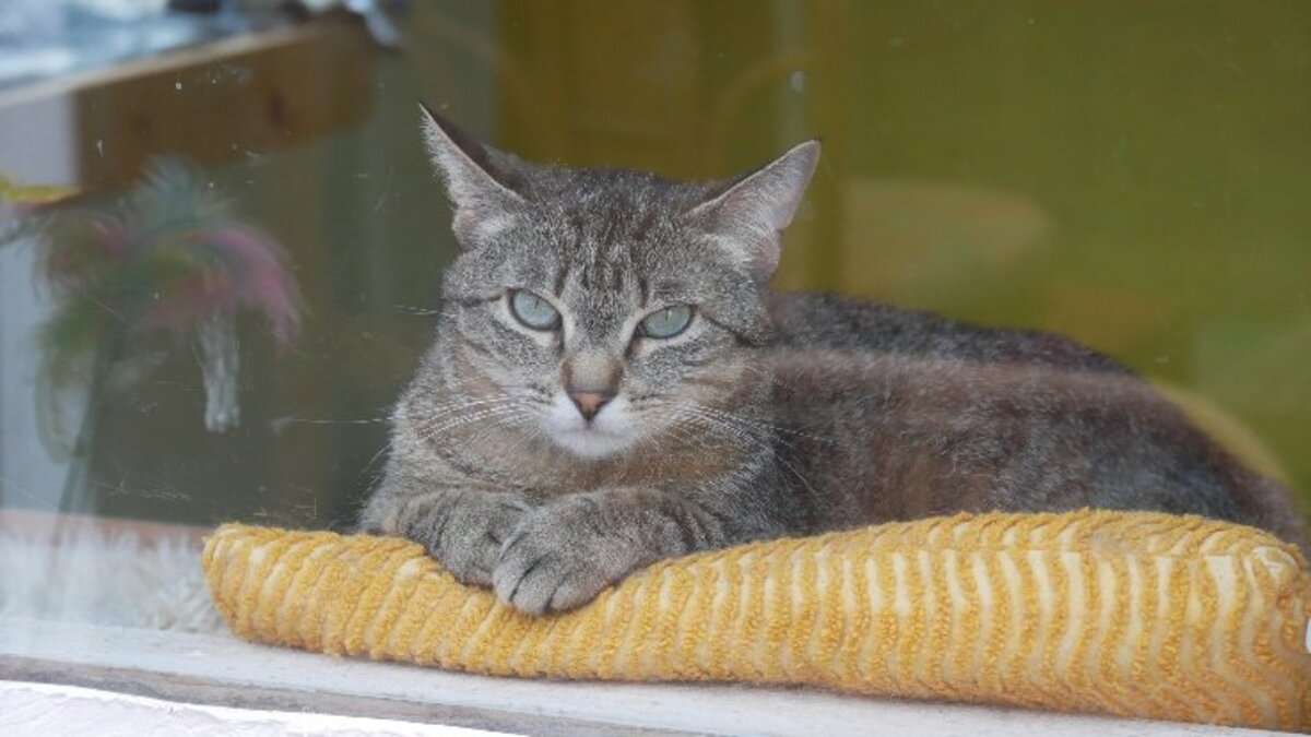 Adoption Zinnia