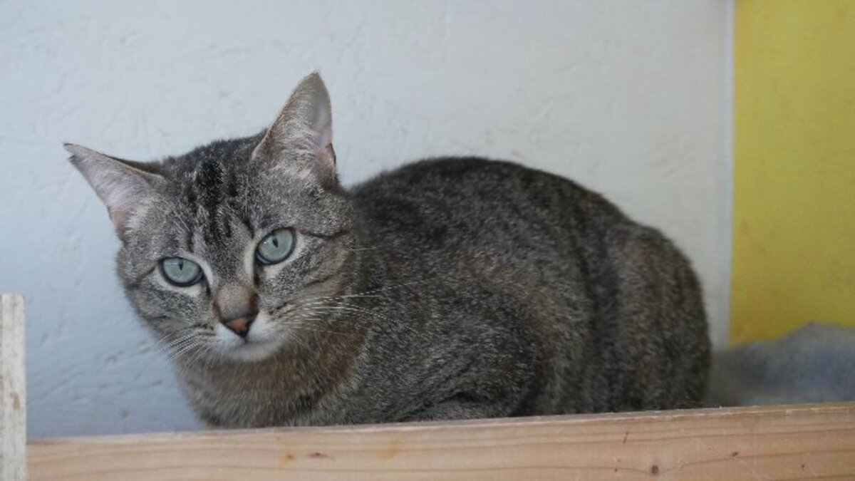 Adoption Zinnia
