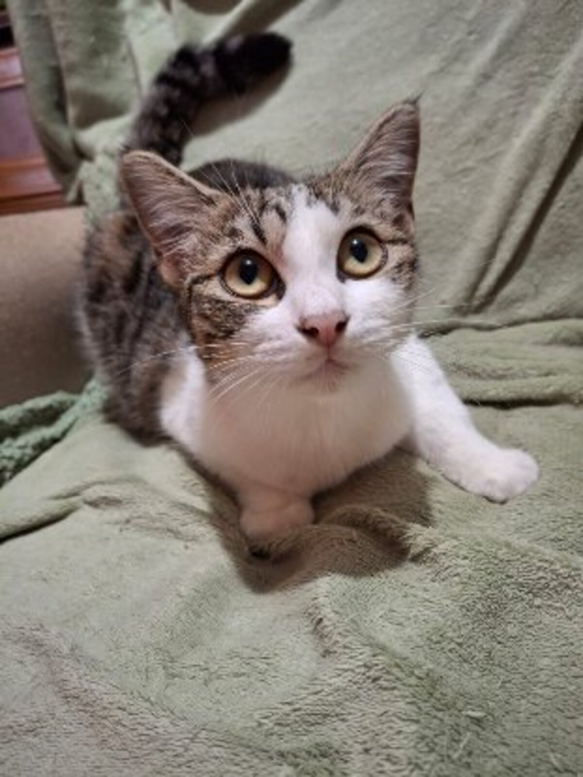Adoption Zoé