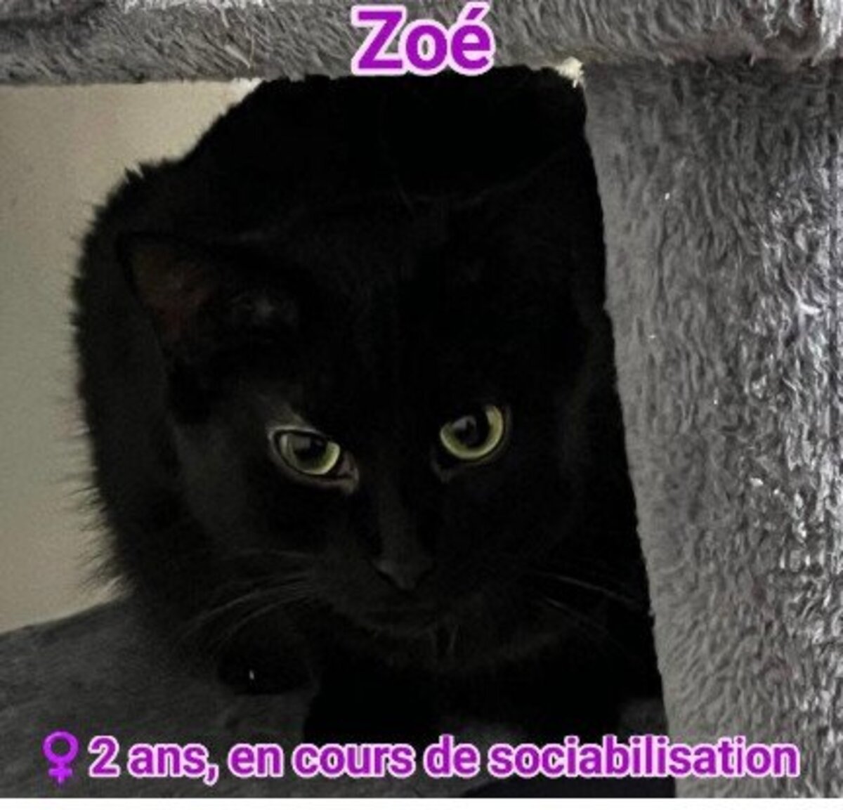 Adoption Zoé et ses petits