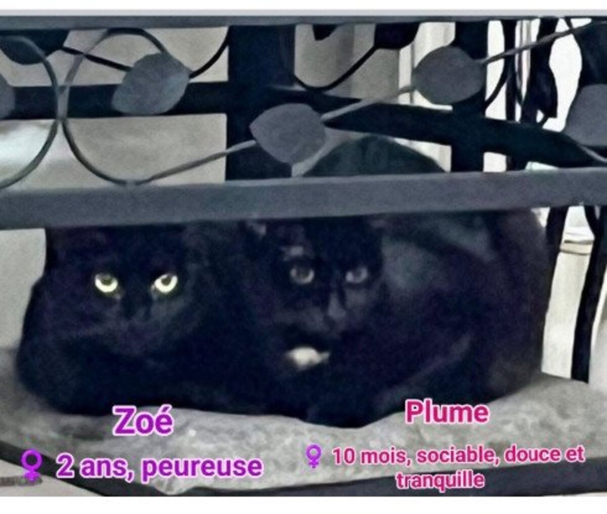 Adoption Zoé et ses petits
