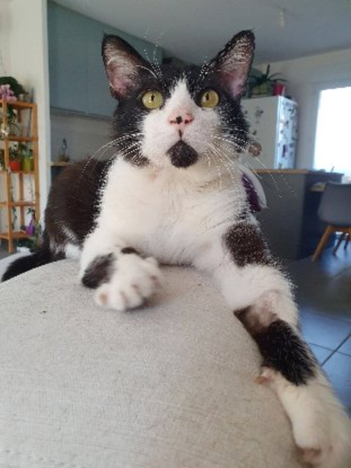 Adoption Zorro