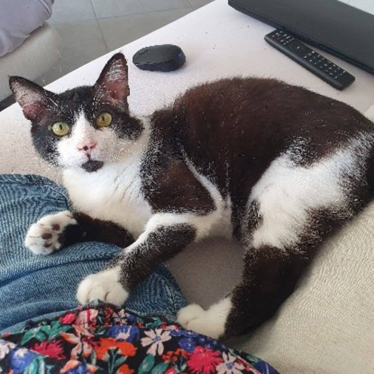 Adoption Zorro