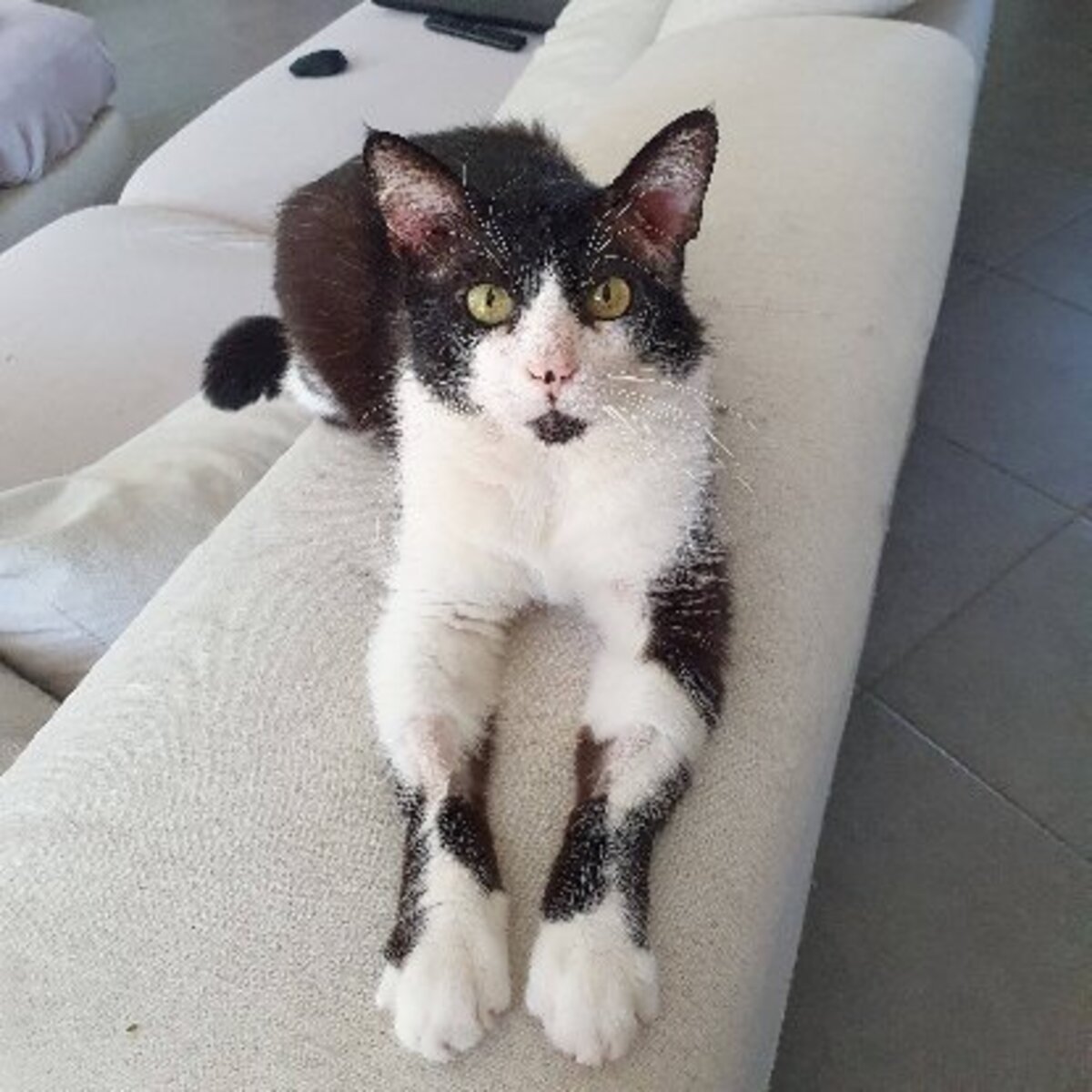 Adoption Zorro