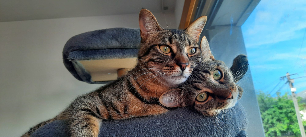 Adoption Zsofía