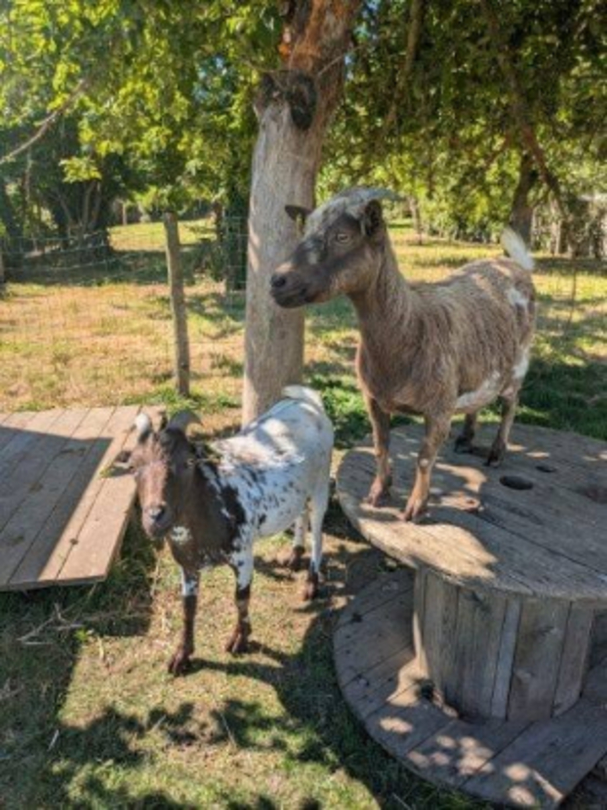 Adoption Confi et pote
