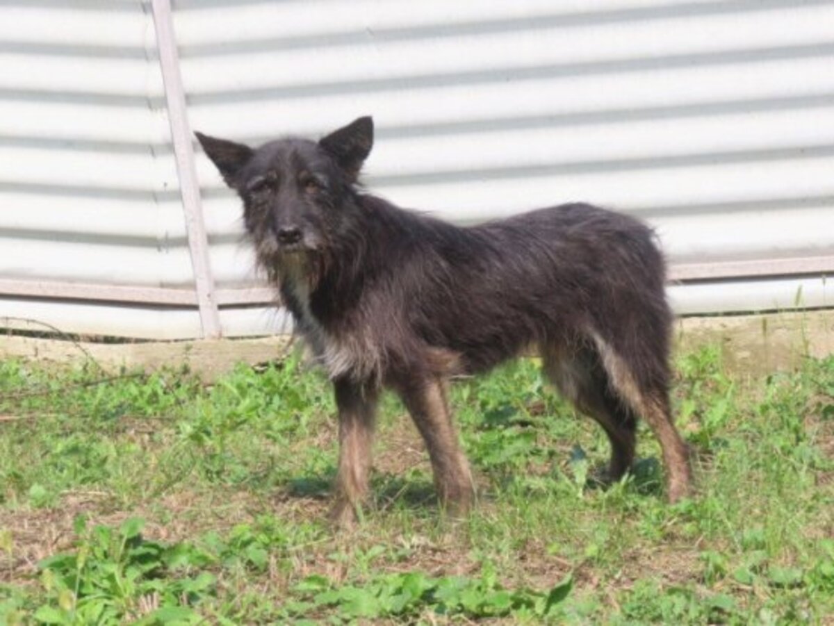 Adoption Abel