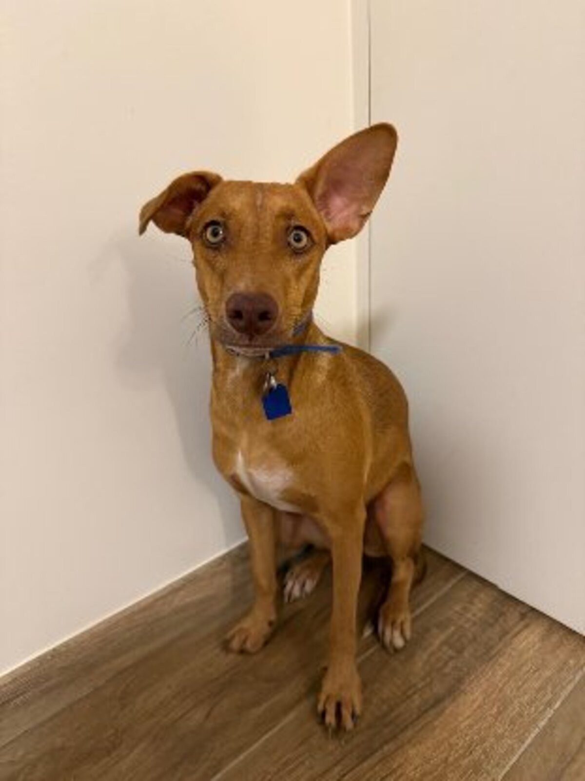 Adoption association PLUM