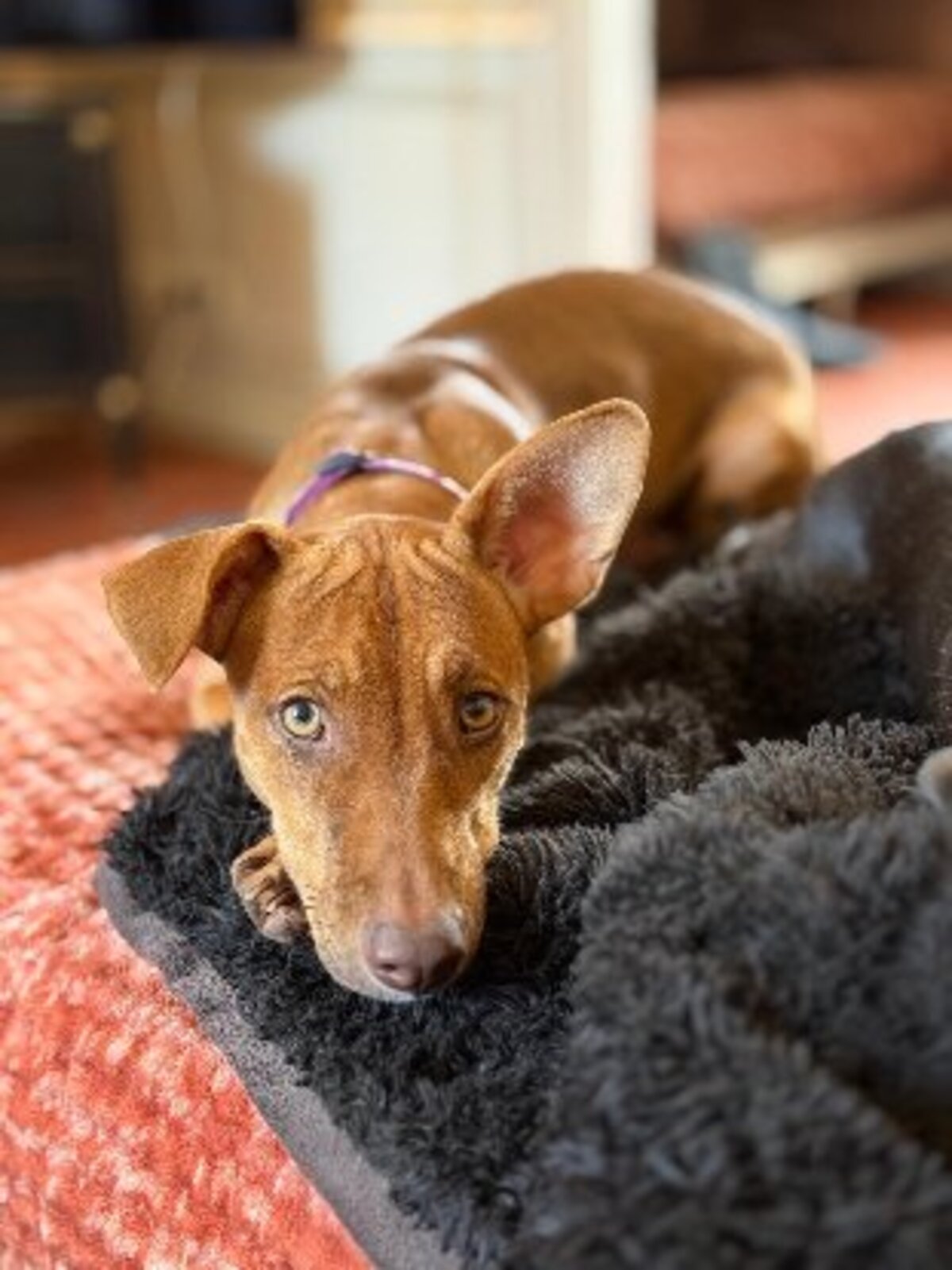 Adoption association PLUM