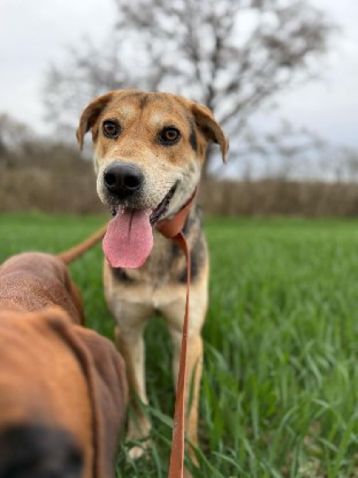 Adoption Achille