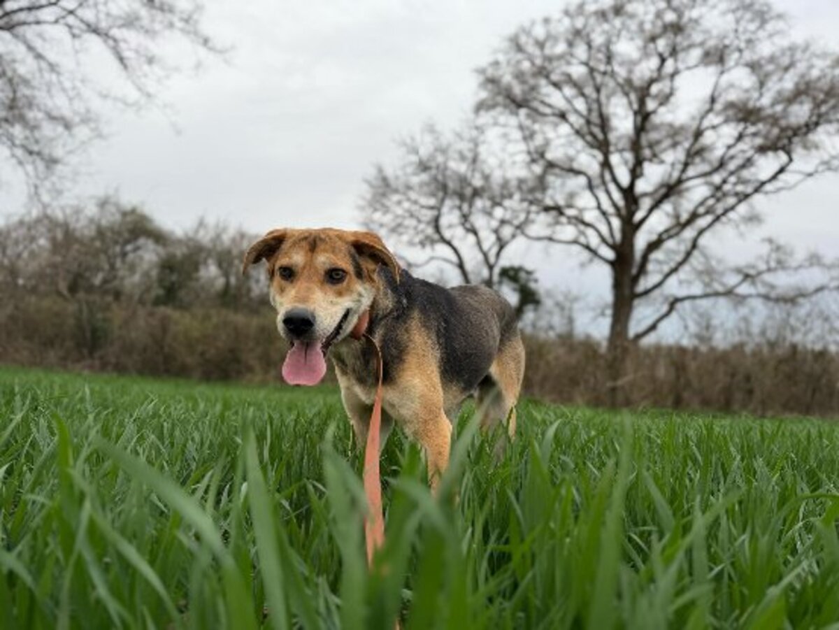 Adoption Achille