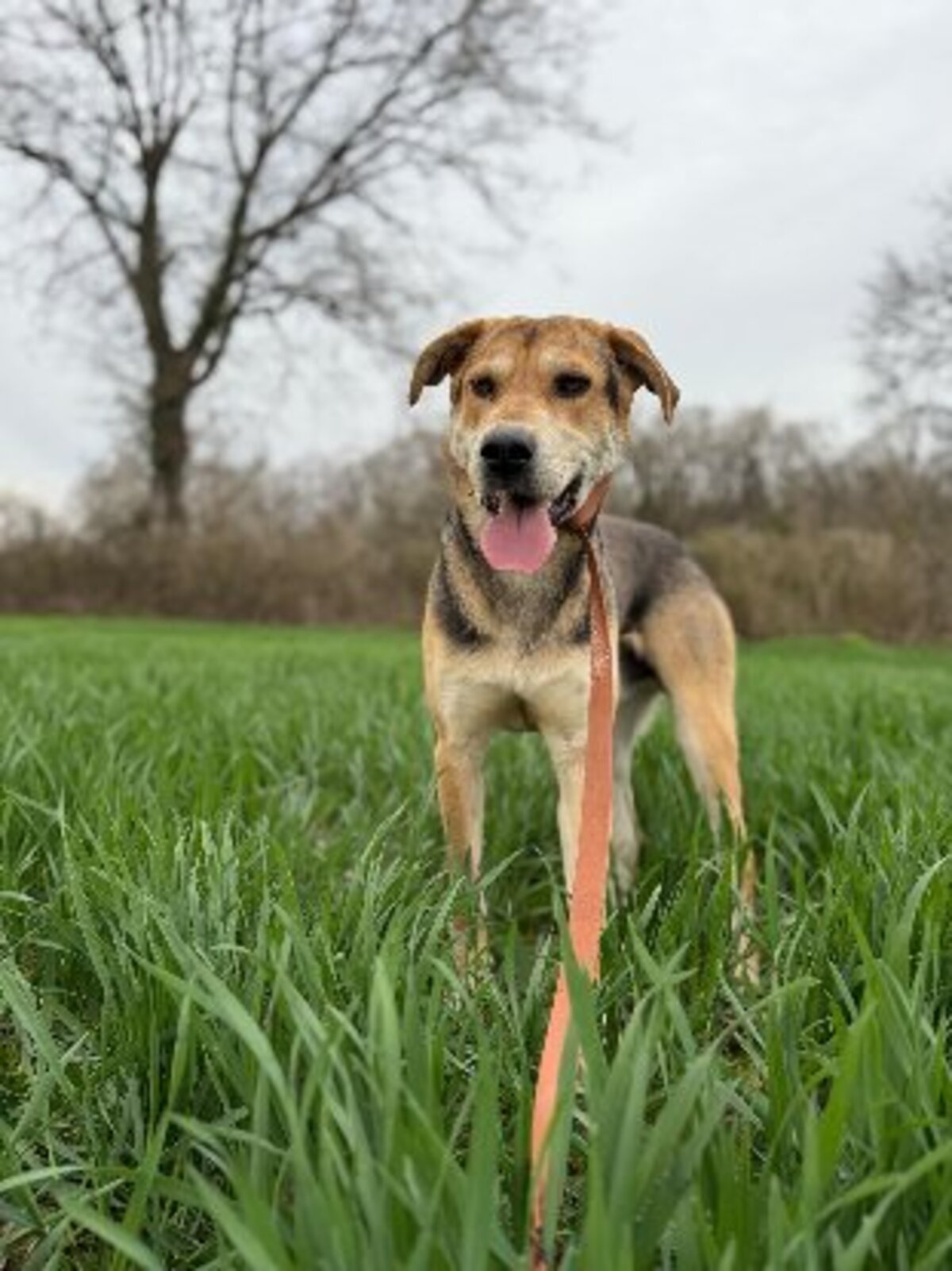 Adoption Achille