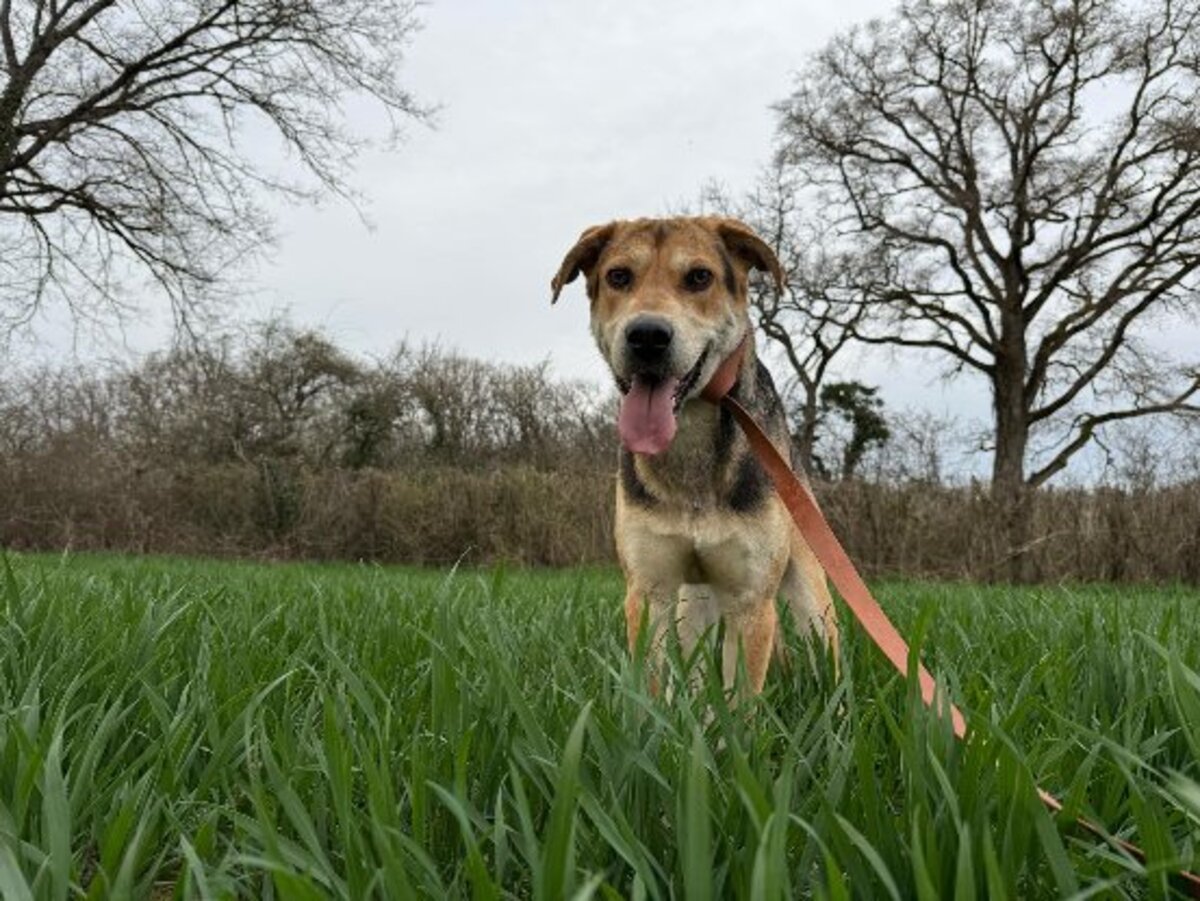 Adoption Achille
