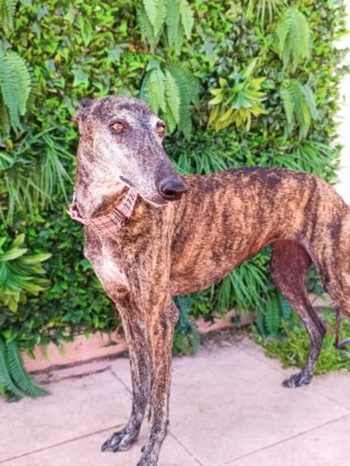 Adoption Acuarela