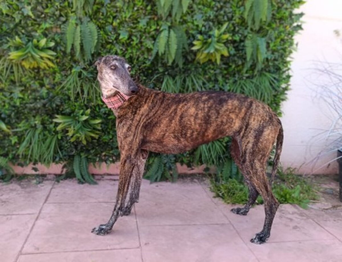 Adoption Acuarela