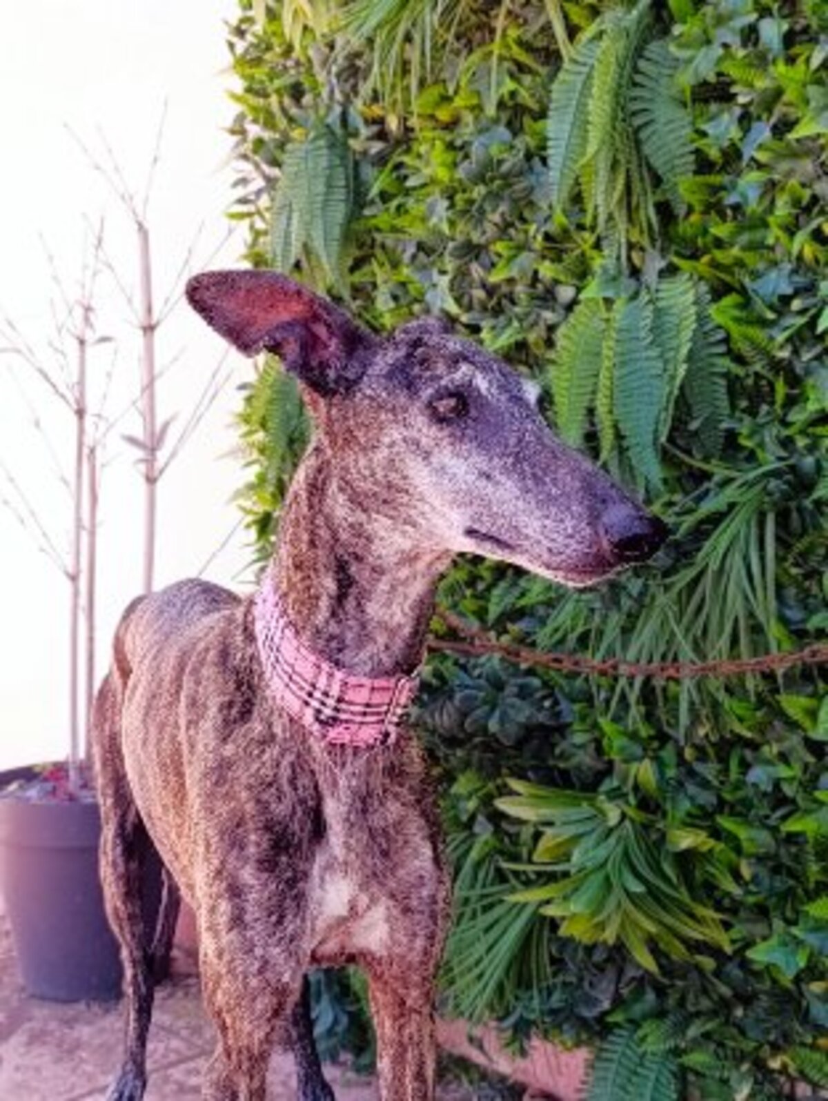 Adoption Acuarela