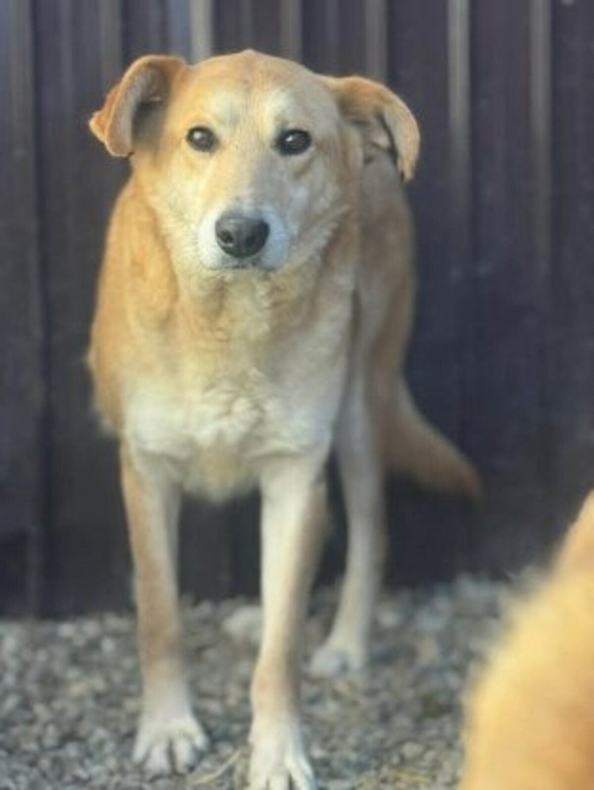 Adoption Aïko