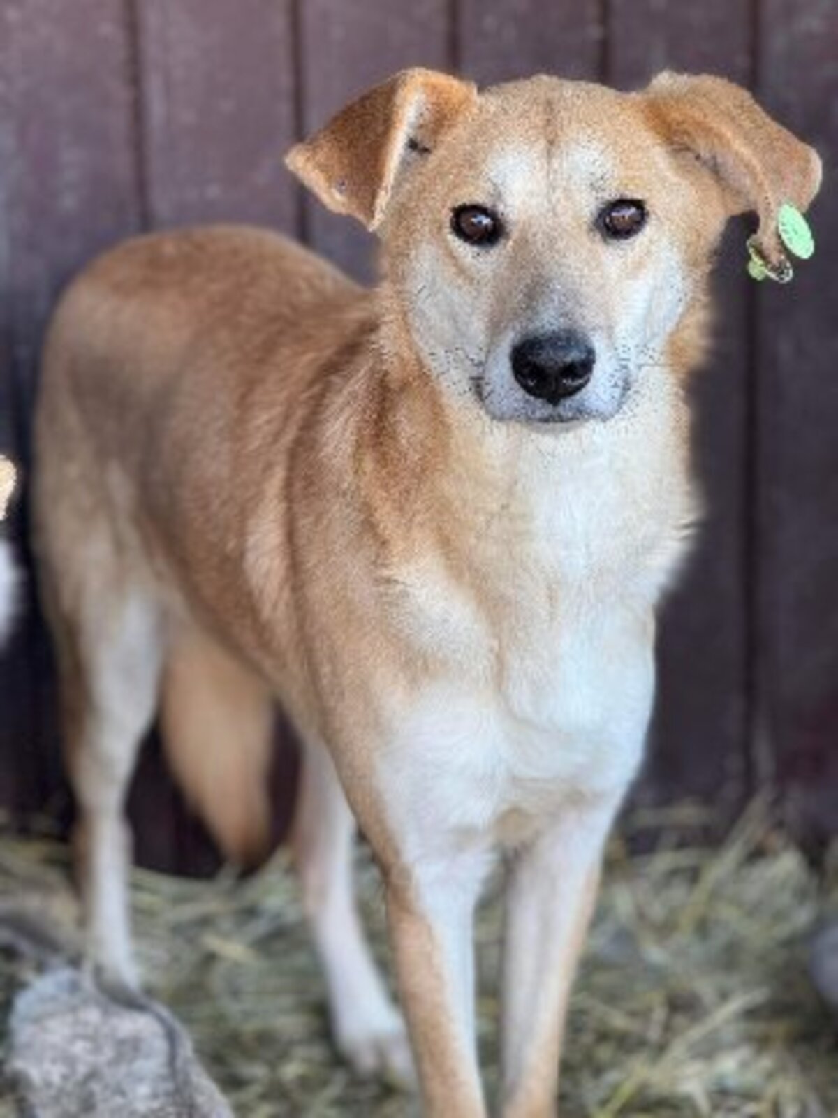 Adoption Aïko