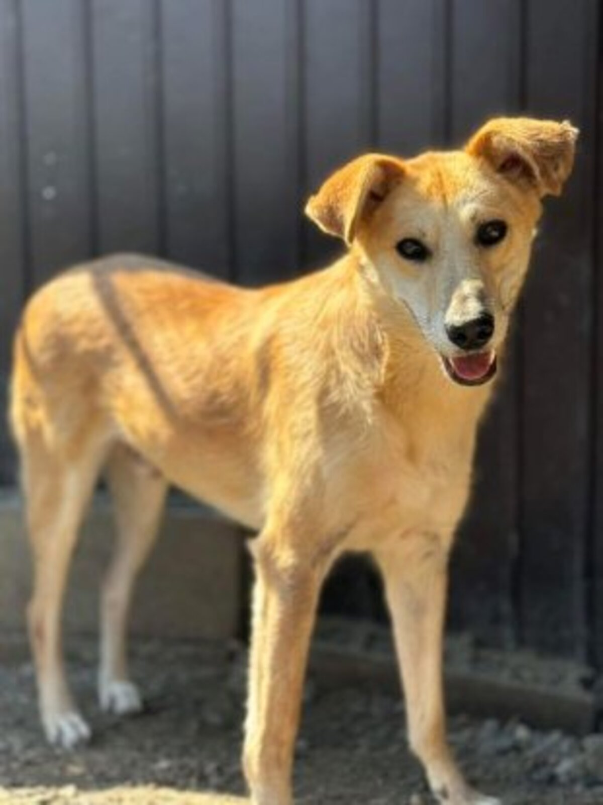 Adoption Aïko