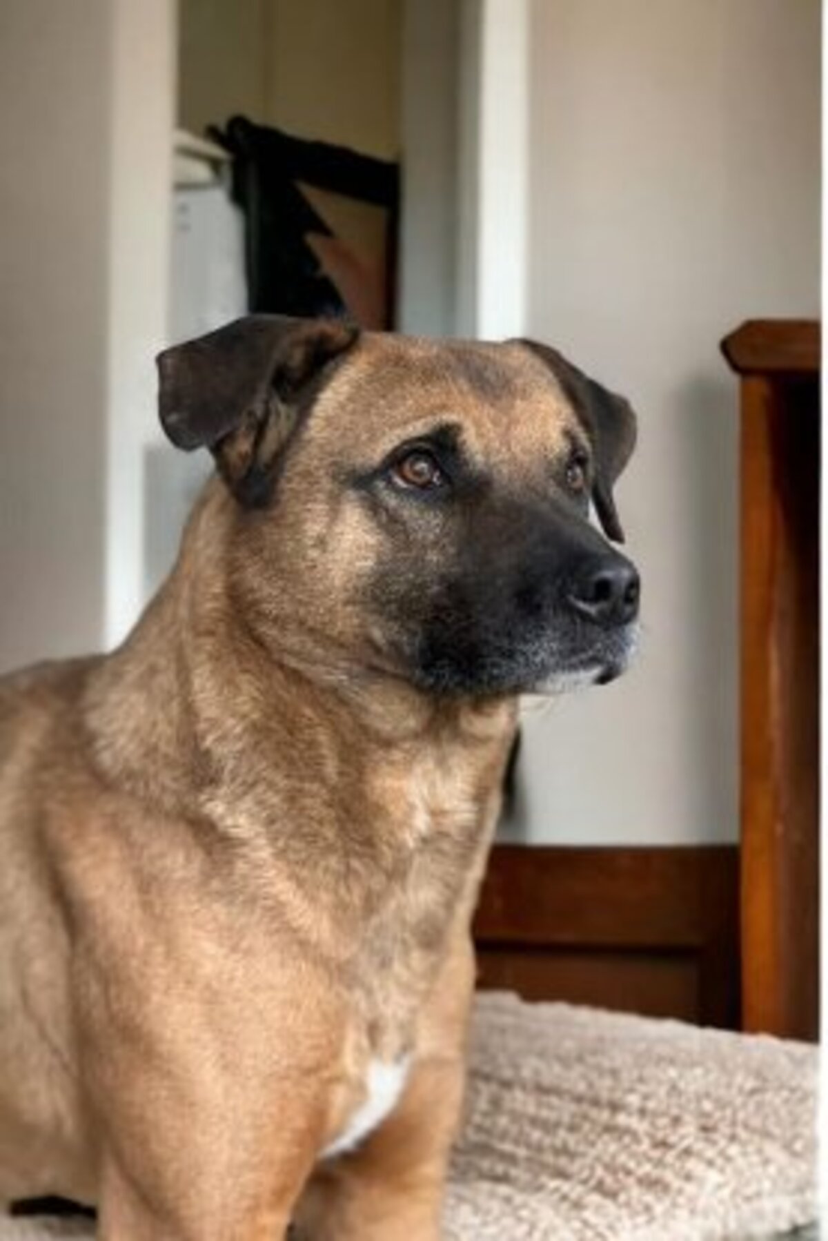 Adoption Alan