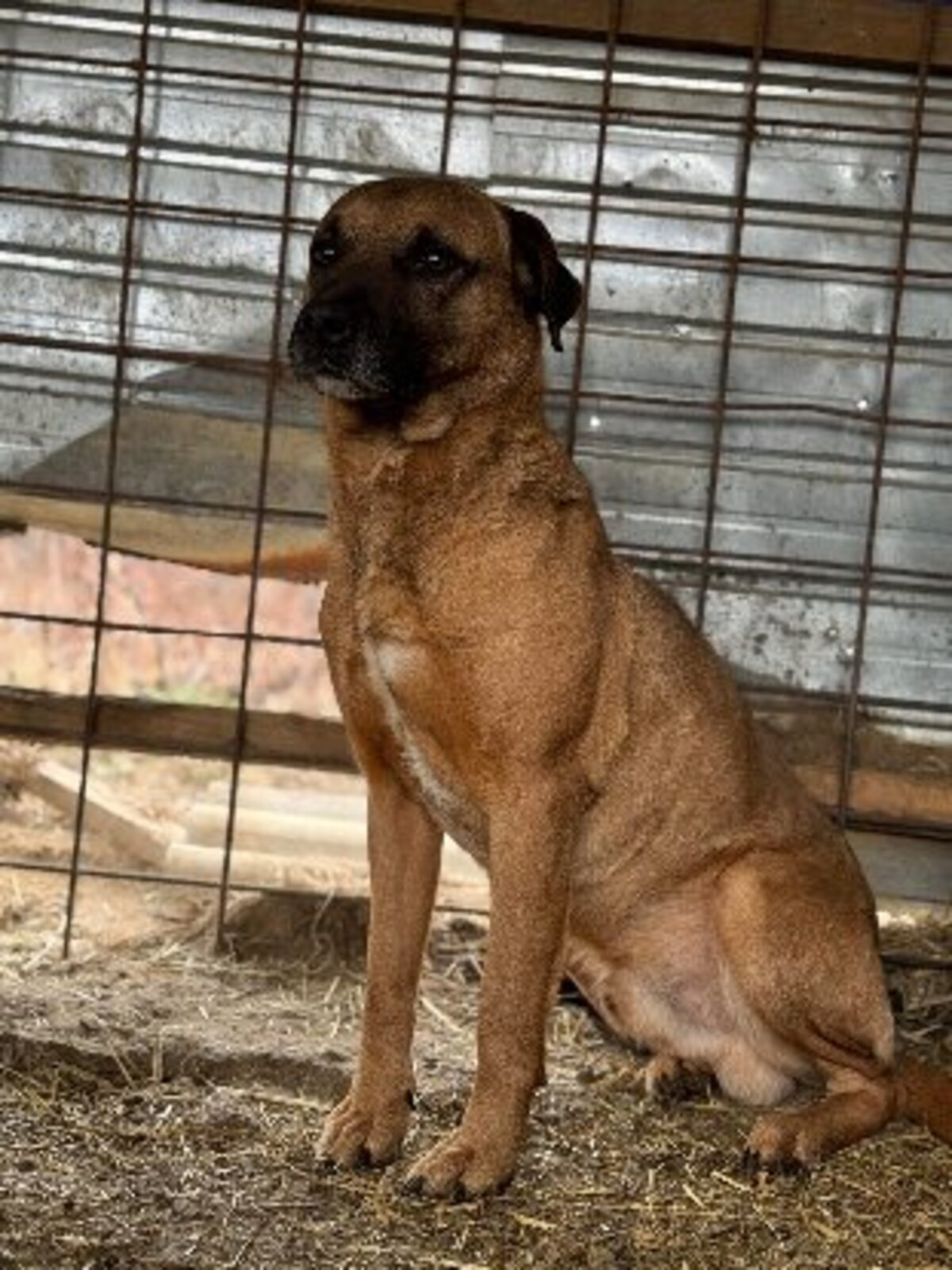 Adoption Alan