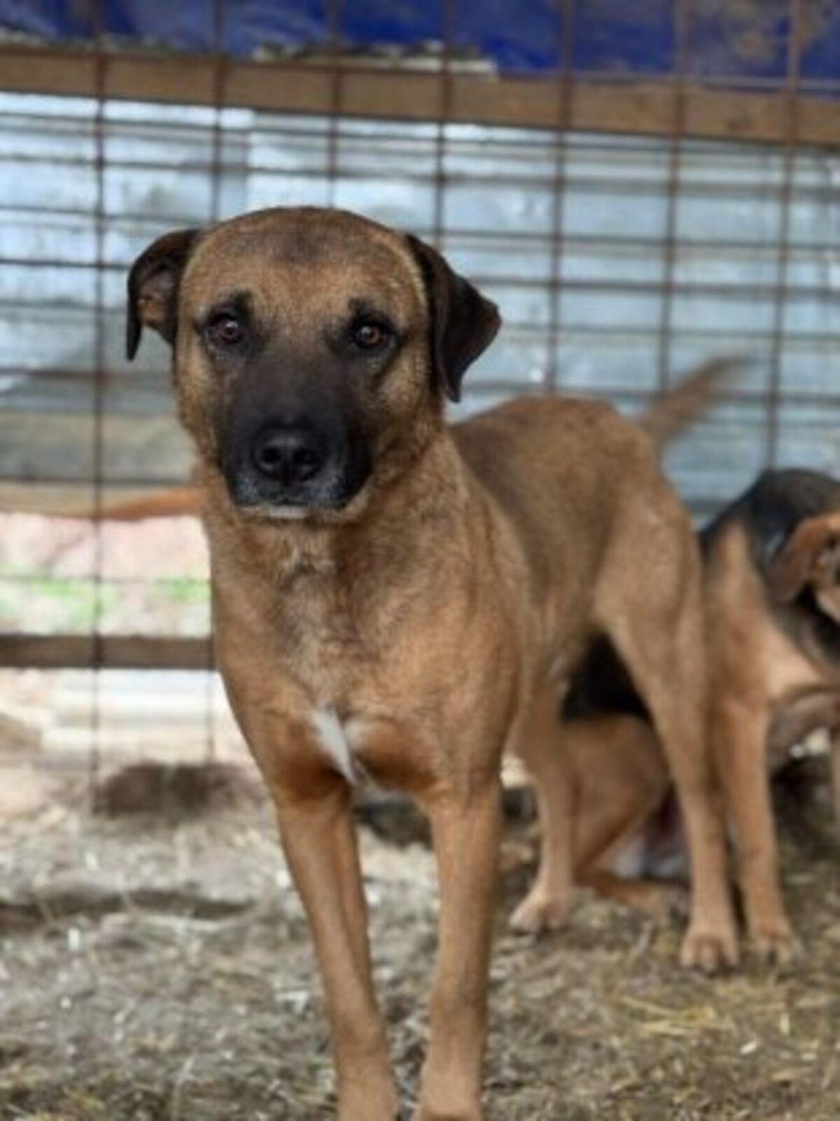 Adoption Alan