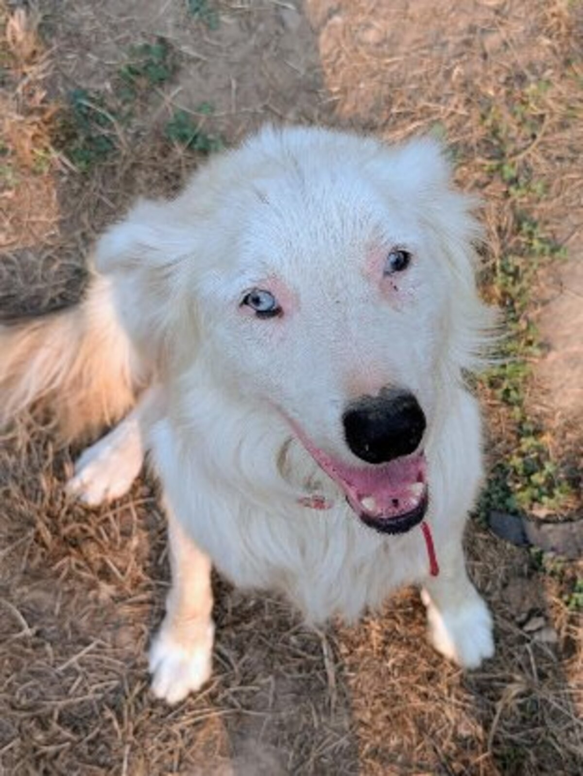 Adoption Alaska