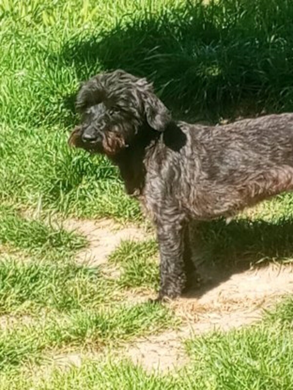 Adoption Alba