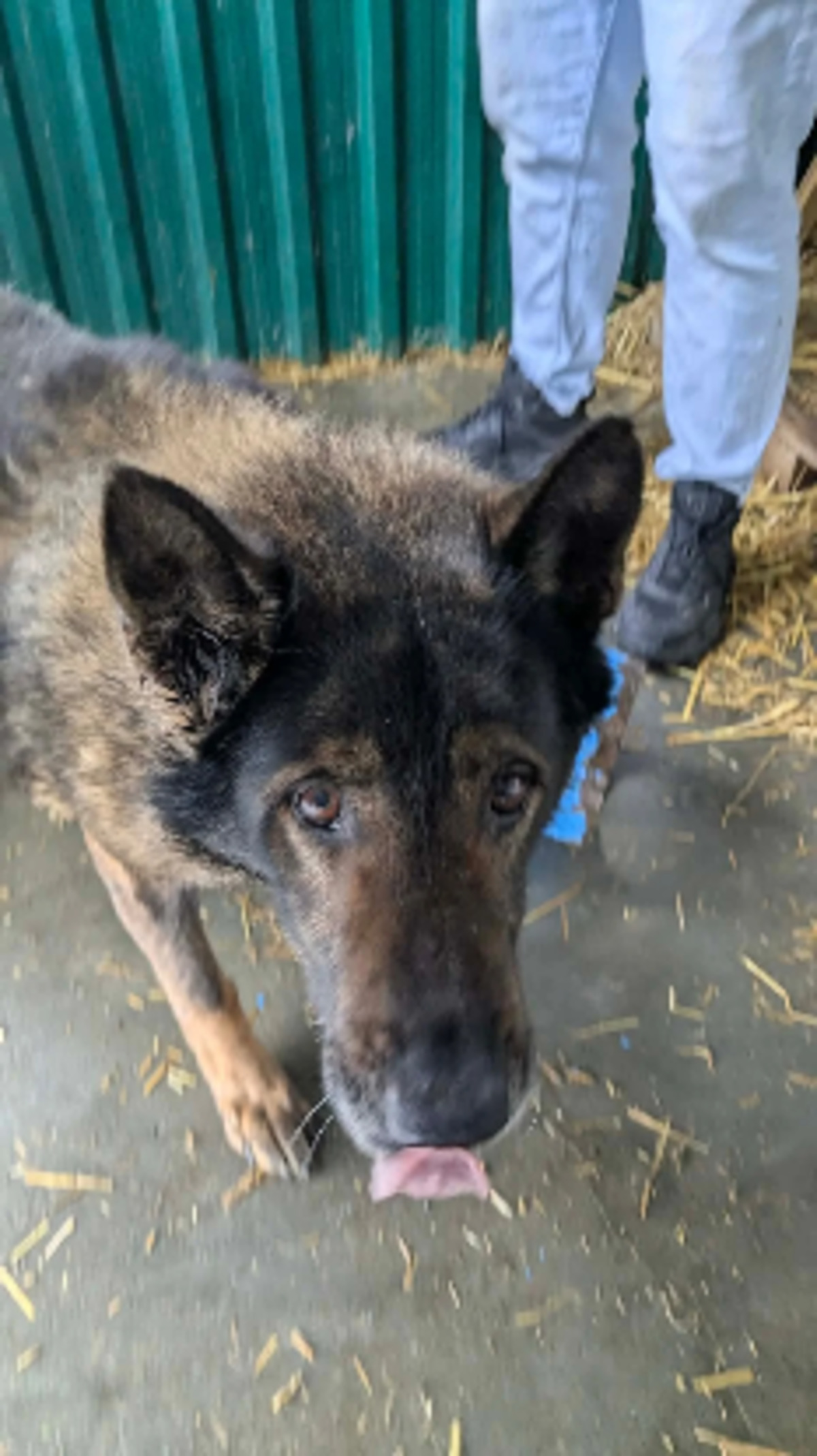 Adoption Albus