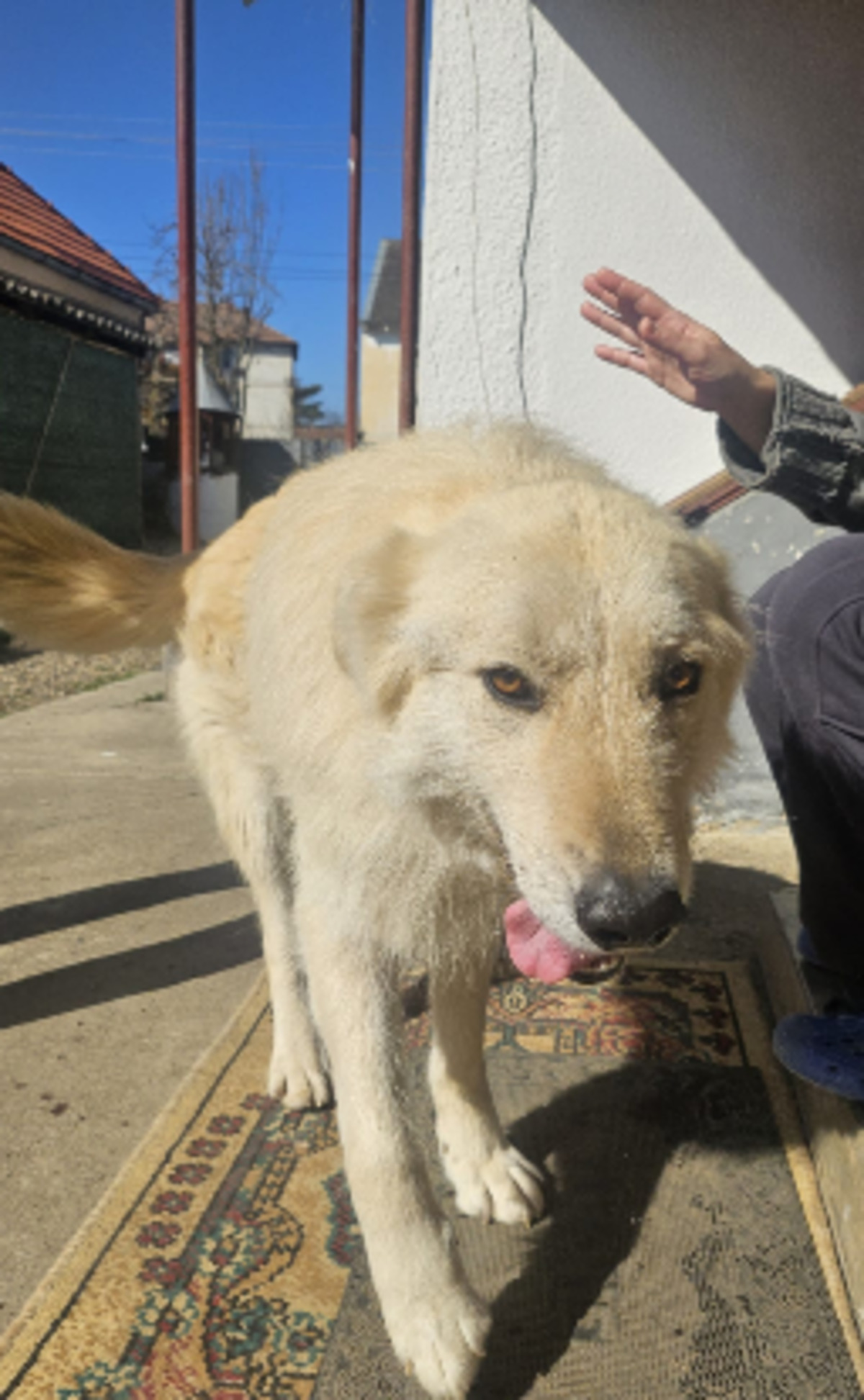 Adoption Alby