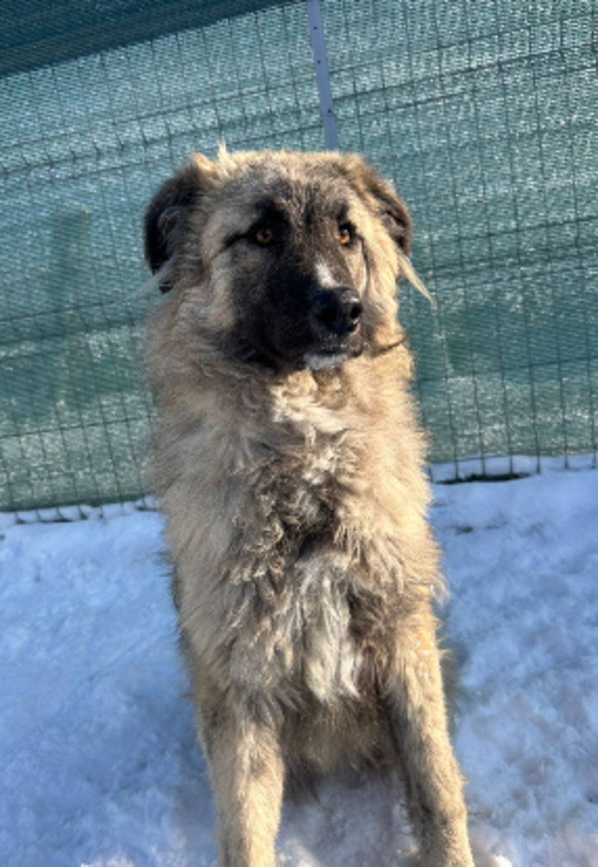 Adoption Alex
