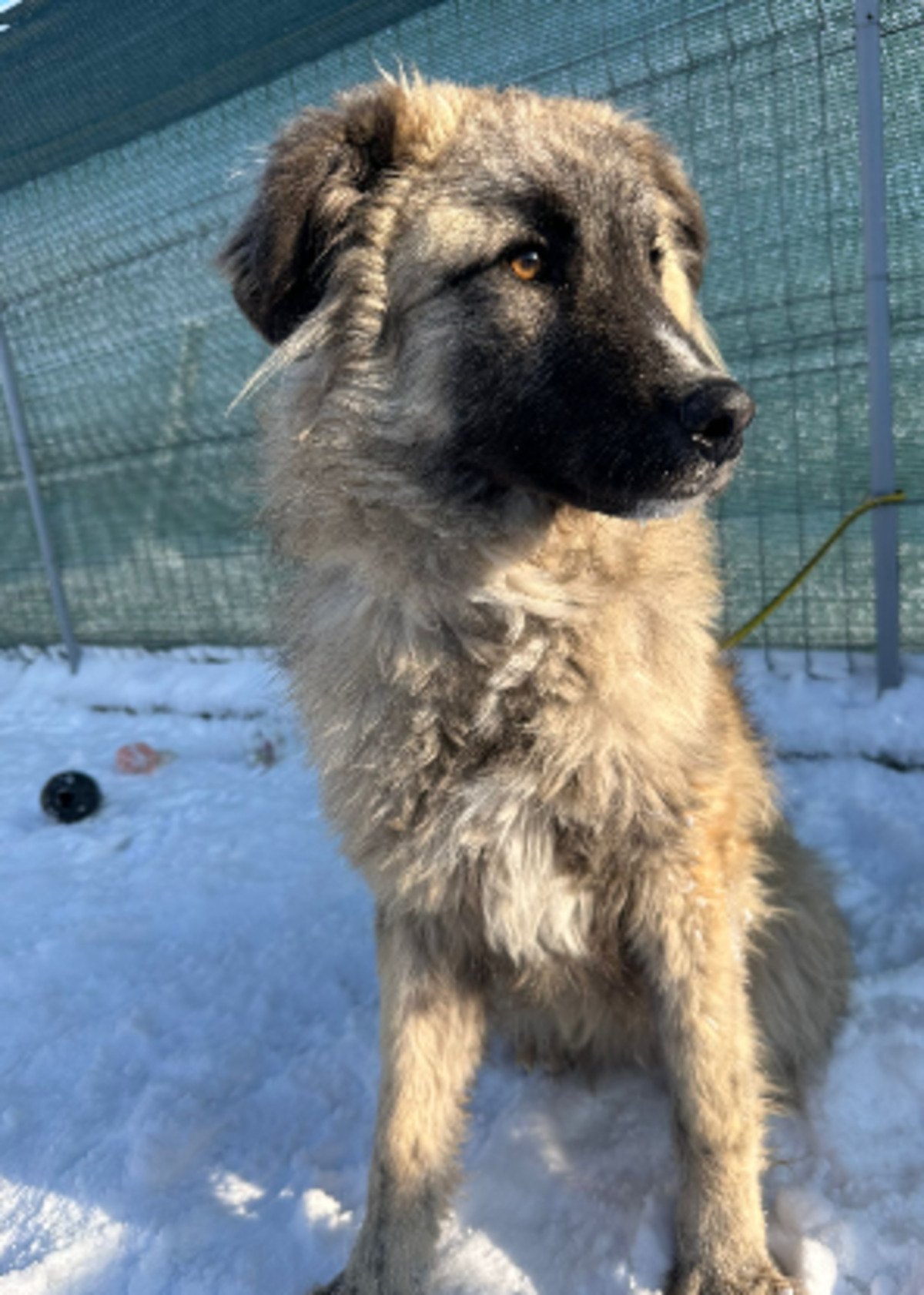 Adoption Alex